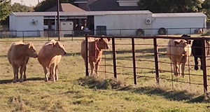 a rural texas scene of a field with 5 cows near a fence